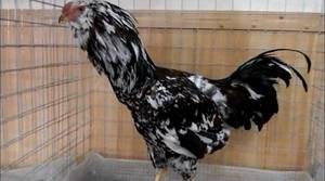 Орловские ситцевые куры немецкой селекции