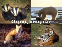 Хищные млекопитающие животные