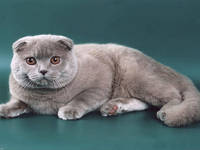 Шотландская вислоухая кошка