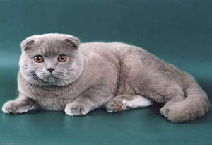 Шотландская вислоухая кошка