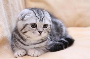 Характер вислоухих кошек