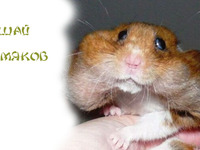Болезни джунгаррских хомяков