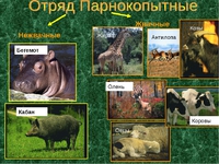 Парнокопытные животные