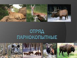 Отряд парнокопытных