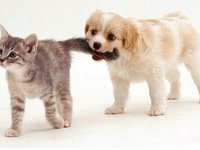 Котенок и щенок прекрасно могут дружить