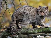 Лесной кот