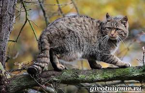Лесной кот