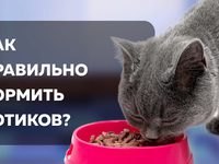 Кормление котов после касртрации