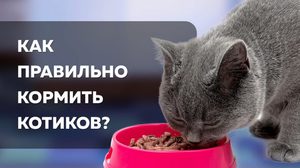 Кормление котов после касртрации