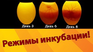  Отбор инкубационного материала