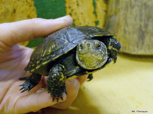 Внешний вид черепах