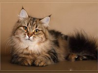Русская сибирская кошка - описание