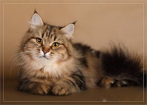 Русская сибирская кошка - описание 