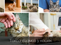 Токсиплазмоз у кошек
