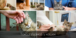Токсиплазмоз у кошек