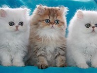 Персидские кошки и коты