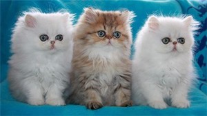  Персидские кошки и коты