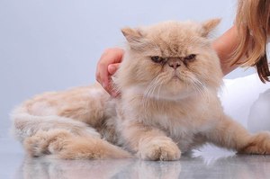 Внешность персидских кошек