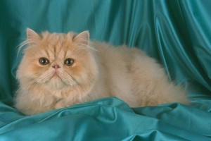 Разведение персидских кошек в домашних условиях