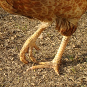 Лапы 