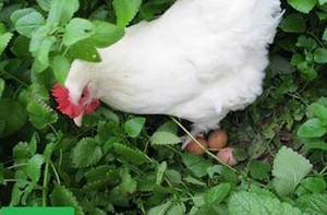 Когда несутся куры