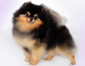 Померанский чёрный шпиц