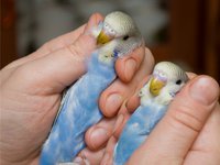 Самка или самец