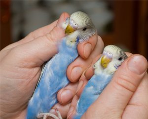 Самка или самец