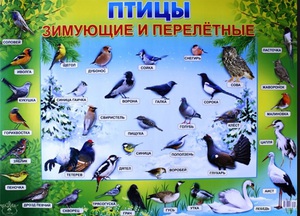 Когда птицы перелетают в теплые края