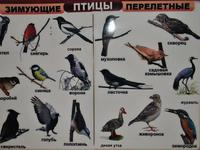 Перелетные птицы