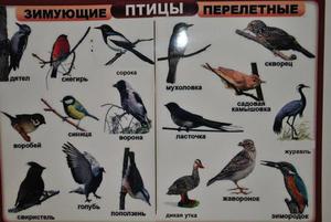 Перелетные птицы