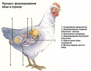 Процесс яйцеобразования
