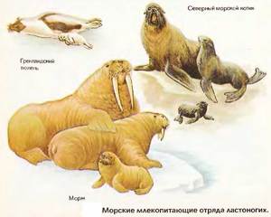 Ластоногие млекопитающие