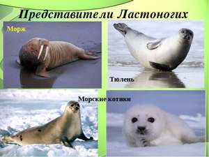 Предстваители ластоногих