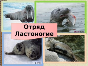 Тюления и их образ жизни