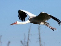 Белый журавль