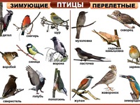 Какие есть птицы на земле