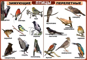 Какие есть птицы на земле