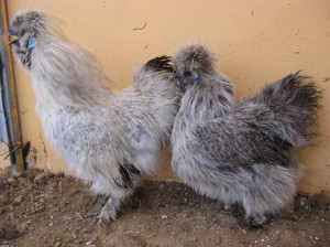 Декоративные породы курей  