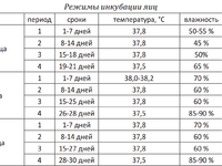 Инкубация гусиных яиц