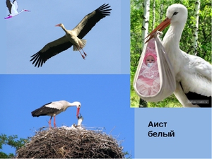 Сколько живут белые аисты
