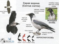 Характеристика- Серая ворона 