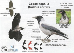 Характеристика- Серая ворона 