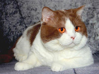 Клички для котов