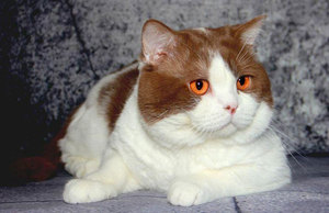 Клички для котов