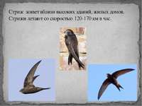 Птицы стрижи