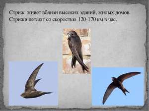 Птицы стрижи