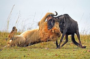 Охота на антилопу 