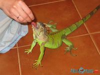 Описание животного игуана