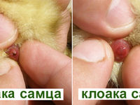Как определить пол цыплёнка